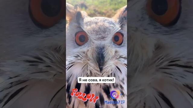 😸 Кот, а не сова 🦉