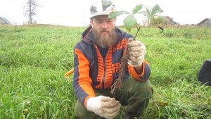 Корневая система каштана.