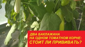 ДВА БАКЛАЖАНА НА ОДНОМ ТОМАТНОМ КОРНЕ: СТОИТ ЛИ ПРИВИВАТЬ?