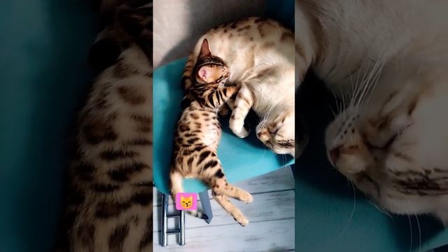 #бенгальскаякошка #бенгальскиекотята #бенгальскийкот #бенгал #бенгальская