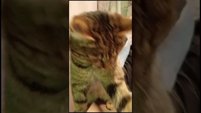 Бусинка, нельзя кусаться 😄