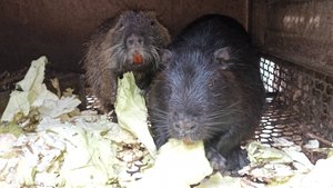 ОВОЩИ для НУТРИЙ осенью. 14.11.24