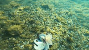 Angry Octopus Shoots Ink + Changes Color And Texture!(4K)