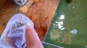 Инкубация продолжается.