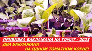 ПРИВИВКА БАКЛАЖАНА НА ТОМАТ - 2023. ДВА БАКЛАЖАНА НА ОДНОМ ТОМАТНОМ КОРНЕ!