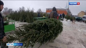 В Костроме открылись ёлочные базары