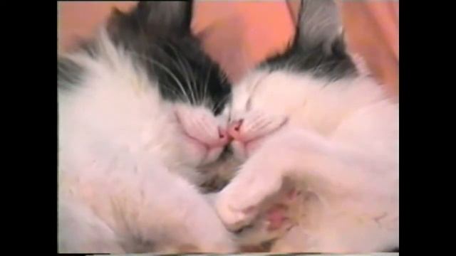 котята близняшки обнимаются