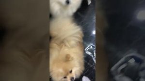 Нашкодили🤣Шпицы одни в квартире🤣👍🤷🏼♀️