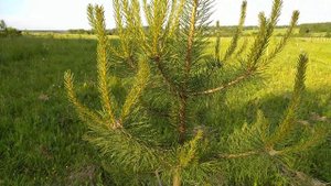 Сосна после летней пересадки.