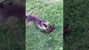 Кошка защищает своего Котёнка от Собаки!!!)))