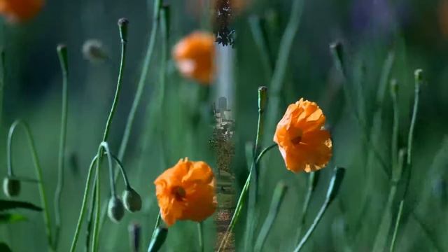 Природа и др. смотреть онлайн