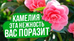 ВСЕ секреты выращивания камелии.