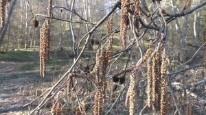 река Добша Тверская - "Медвежий угол" 18-20 апреля 2023