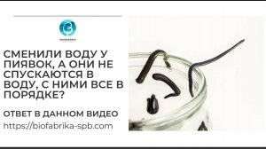 Медицинские пиявки после смены воды