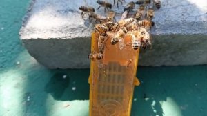 Прилетело 5 пчеломаток