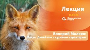 Валерий Малеев: Манул. Дикий кот с суровым характером