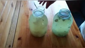 Домашняя хреновуха