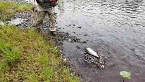 Двойной успех.