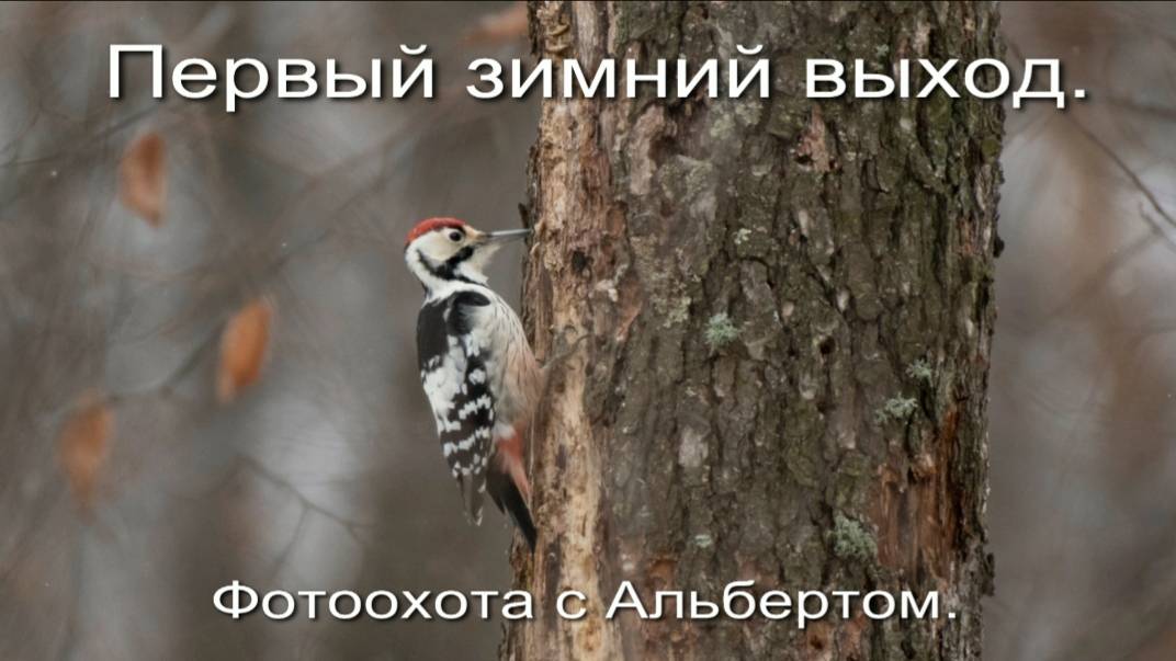 Фотоохота с Альбертом. Первый зимний выход.