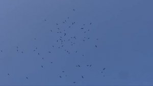 Коршуны - весенний перелет