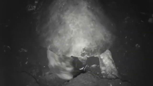 Facts: The Olive Ridley Sea Turtle смотреть онлайн