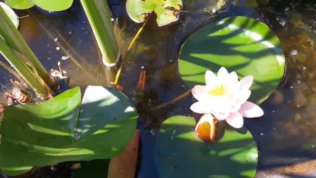 Романс Черепахи смотреть онлайн