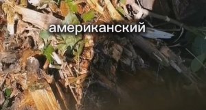 Вот таким способом пробую бороться с диким американским клёном.