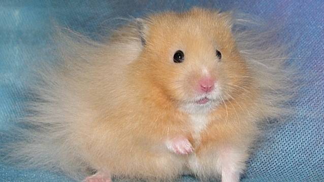 новогодний обзор хомы смотреть онлайн