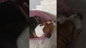Наглая собака