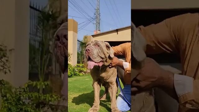 Napoleon mastiff смотреть онлайн