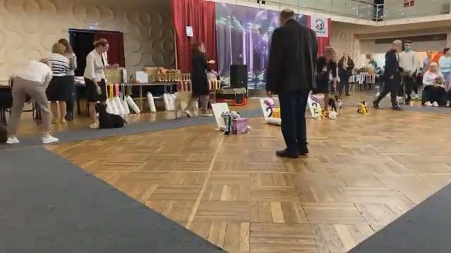 Рыбинск 10.10.2021. Вечерние бесты выставки клуба "ВЕГА". запись прямой трансляции смотреть онлайн