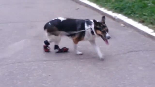 Фракиштак - Фиксатор скакательного сустава | Frakishtak - Toe up slings смотреть онлайн