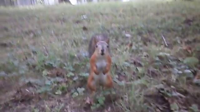 любопытная белка