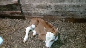 Доча стала бабушкой в очередной раз. #симментал #животные #cow #дойныекоровы #телята