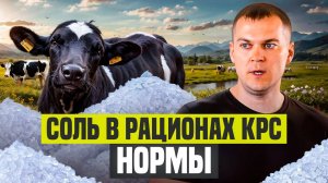 Соль в рационах КРС. Коротко и по фактам. Нормы, предельные дозировки, формы ввода