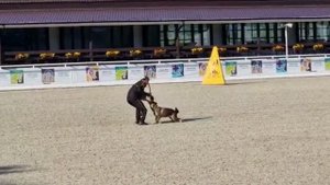 IGP-3 Dog Olimp 2022 Long Attack