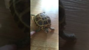 Сухопутная черепаха