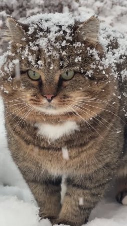 Снежный Барс ❄️ Милые котики ❄️ Лесной кот Барсик