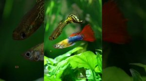 Стоит ли заводить рыбок? плюсы и минусы