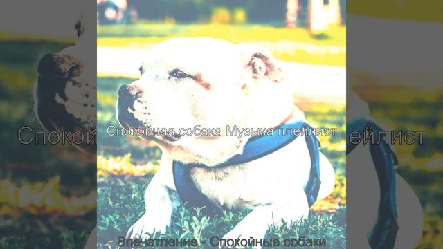 Впечатление (Спящая собака) смотреть онлайн