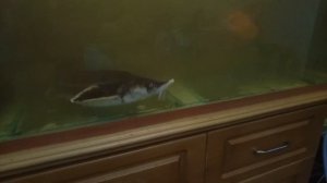 Малек который смог