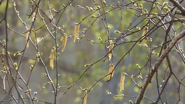 Весенние зарисовки