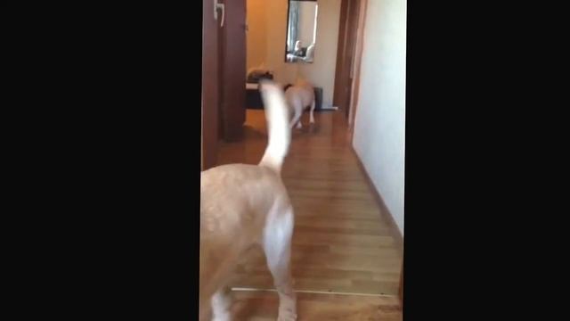 Мэни-травмированные лапы смотреть онлайн