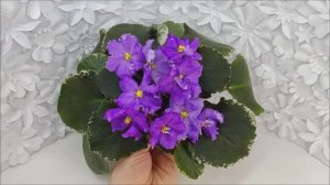 ЛИС-Сапфировые Ручейки