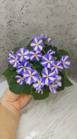 Фиалка химера Yukako