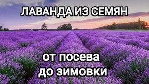 ЛАВАНДА ИЗ СЕМЯН// ЛАВАНДА ОТ ПОСЕВА ДО ЗИМОВКИ