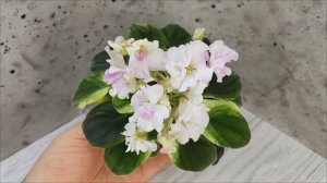 Фиалка LV-Мариночка