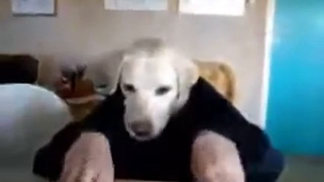 Собака стала человеком смотреть онлайн