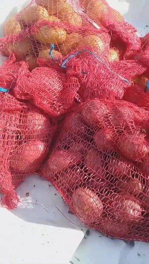 Зимнее хранение посадочного картофеля в яме в огороде_Winter storage of potatoes in the garden
