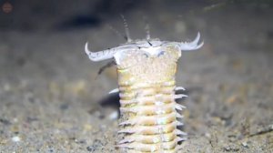 Bobbit worm - terrifying predatory worm in the ocean